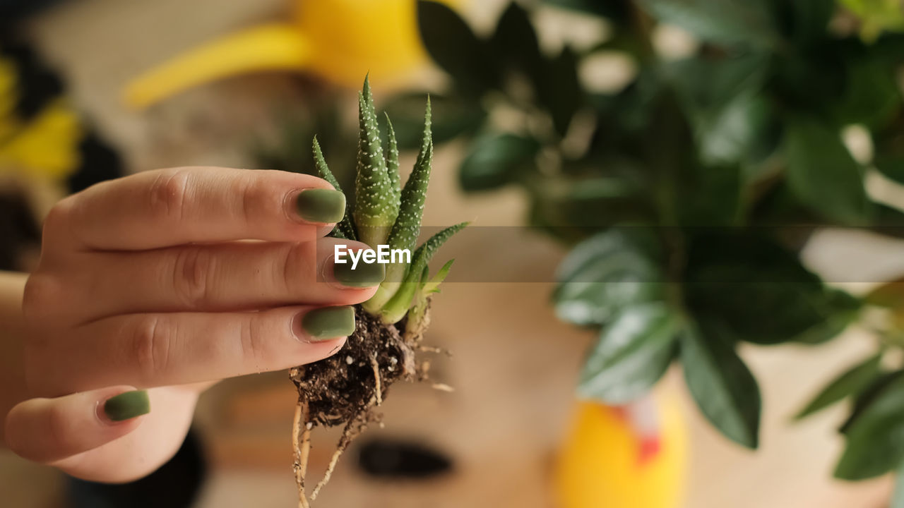 Close-up of hand holding plant