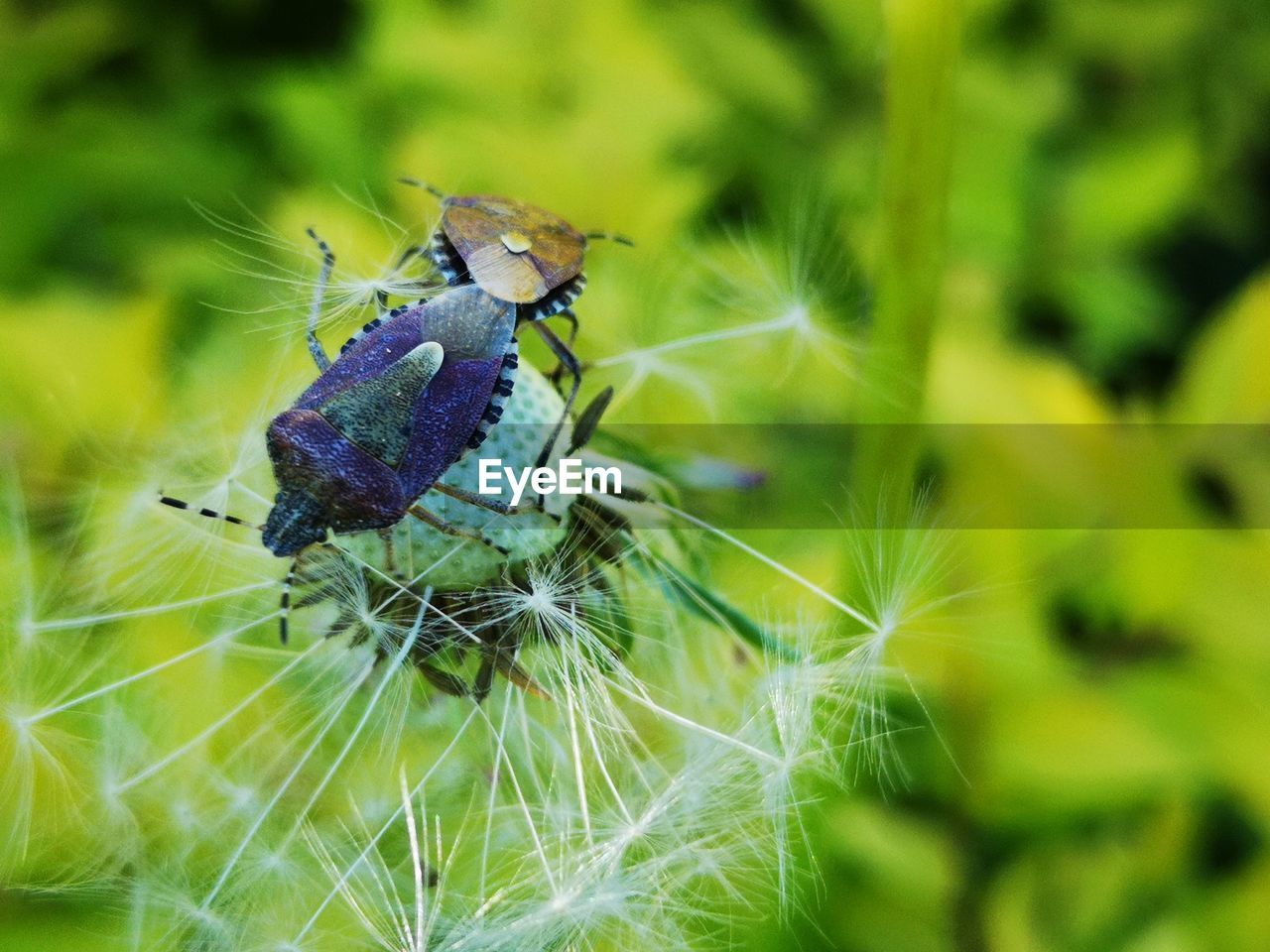 CLOSE-UP OF BUTTERFLY ON PLANT