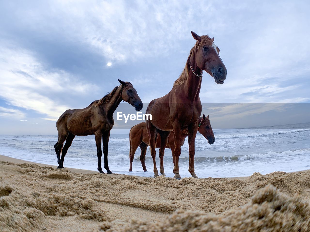 HORSE ON BEACH