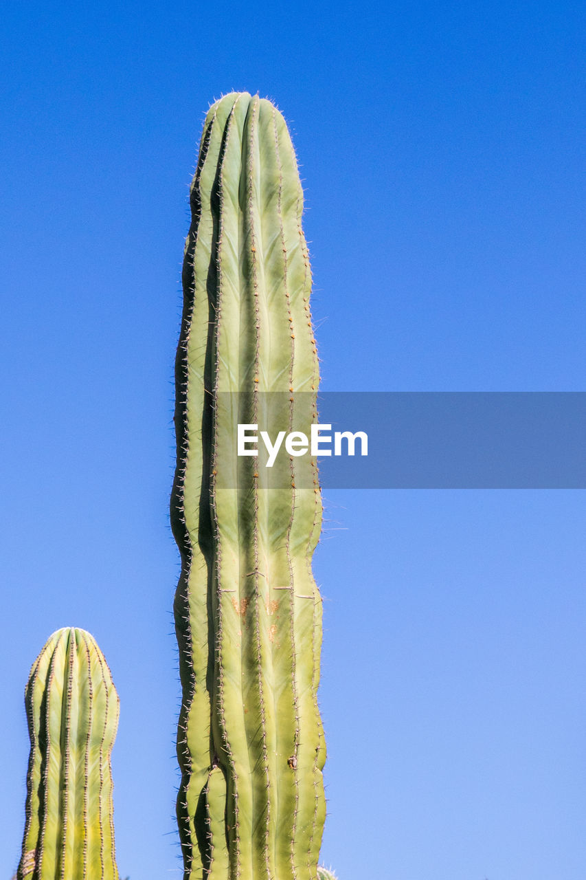 CLOSE-UP OF CACTUS AGAINST BLUE SKY