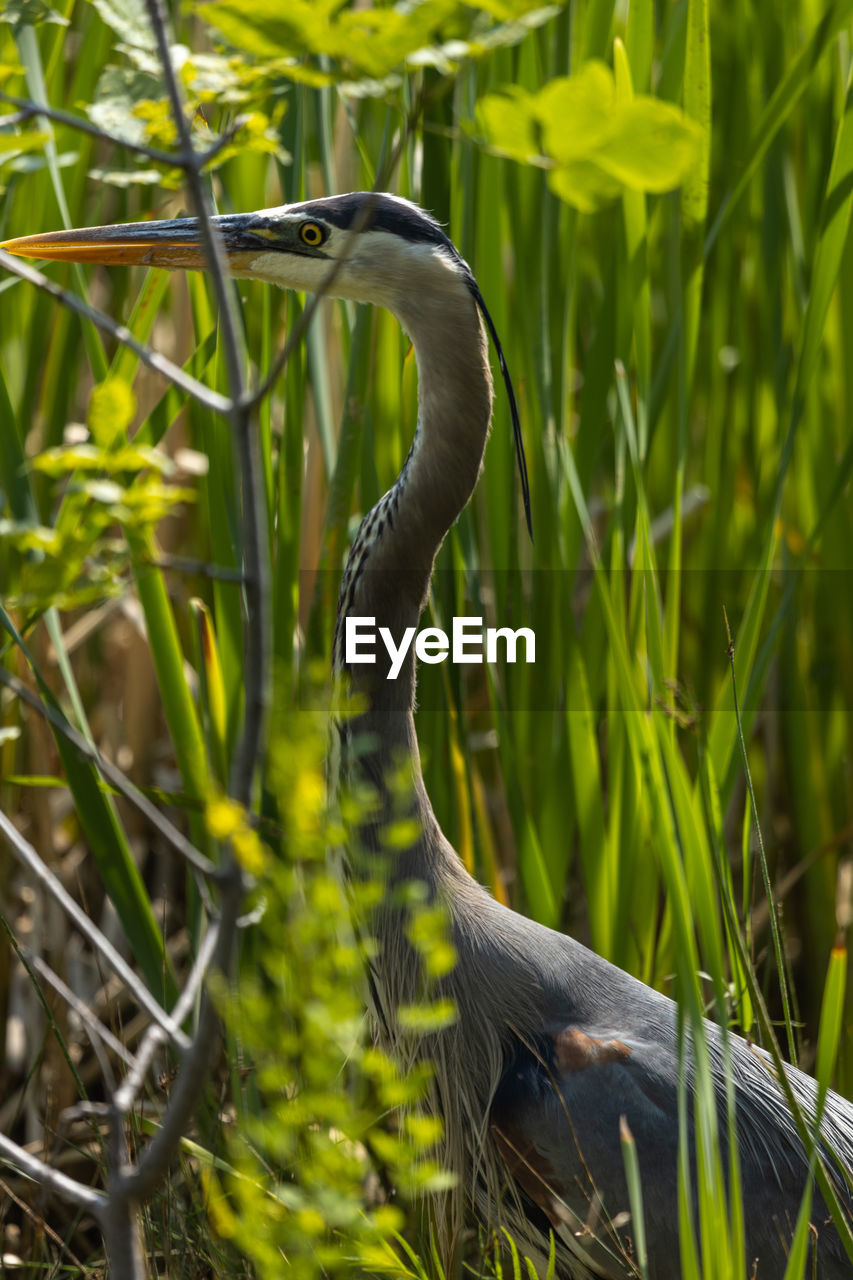 Close-up of great blue heron perching among reeds 