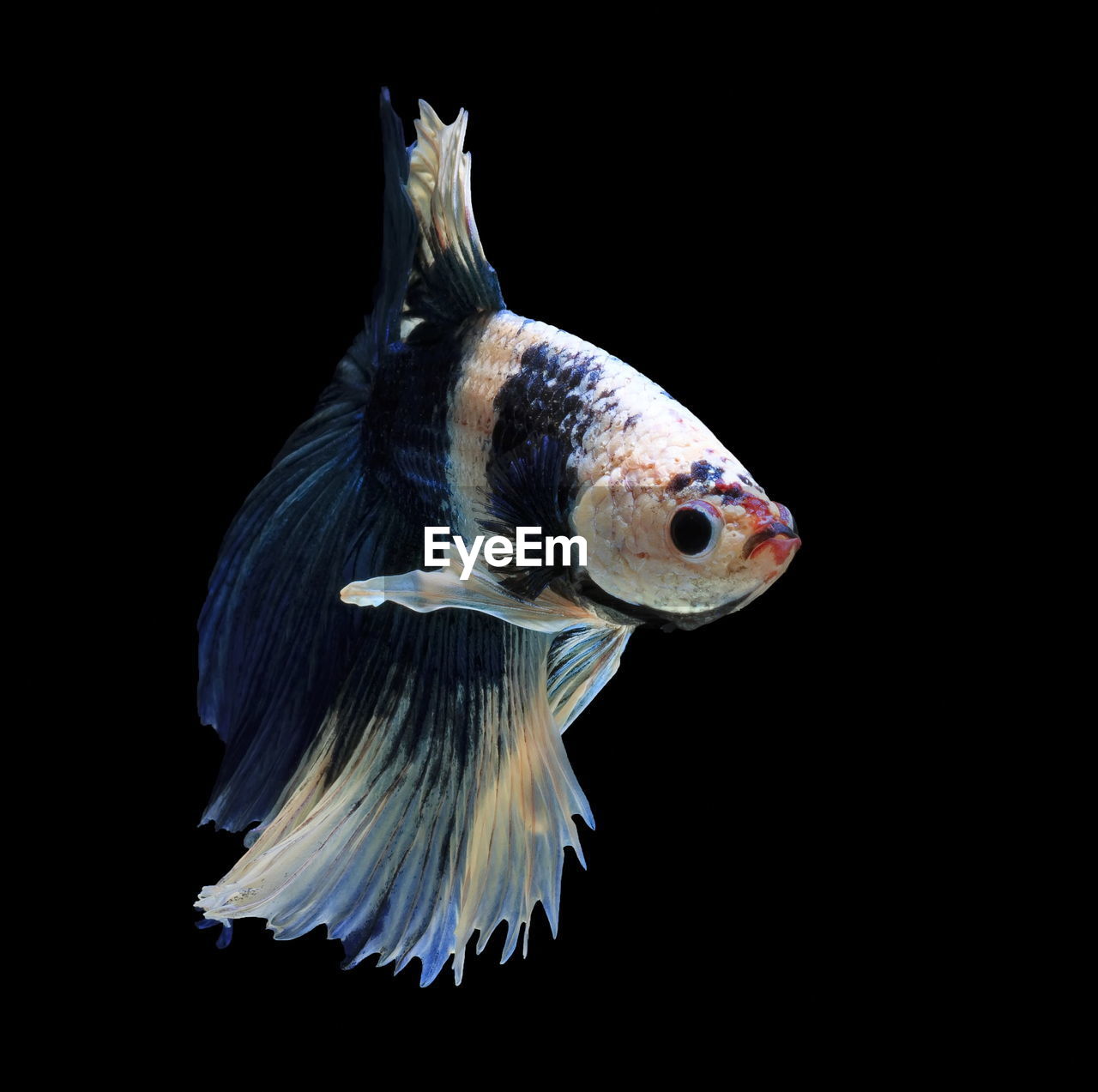 Siamese fighting fish,betta splendens,blue fish, black background, halfmoon betta.