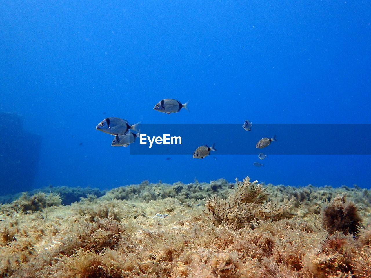 View of fishes swimming in sea