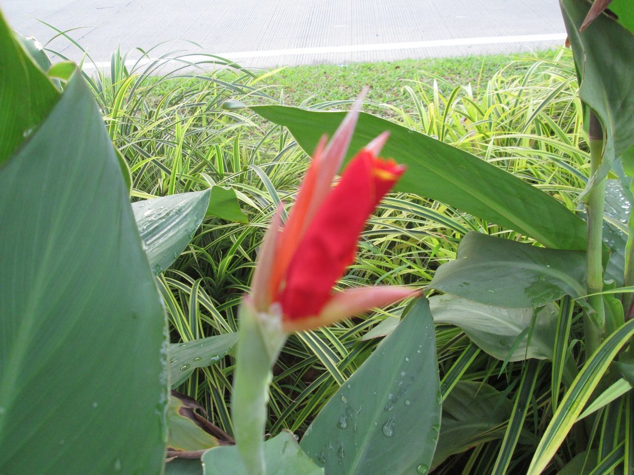 CLOSE-UP OF FRESH GREEN PLANT IN FARM