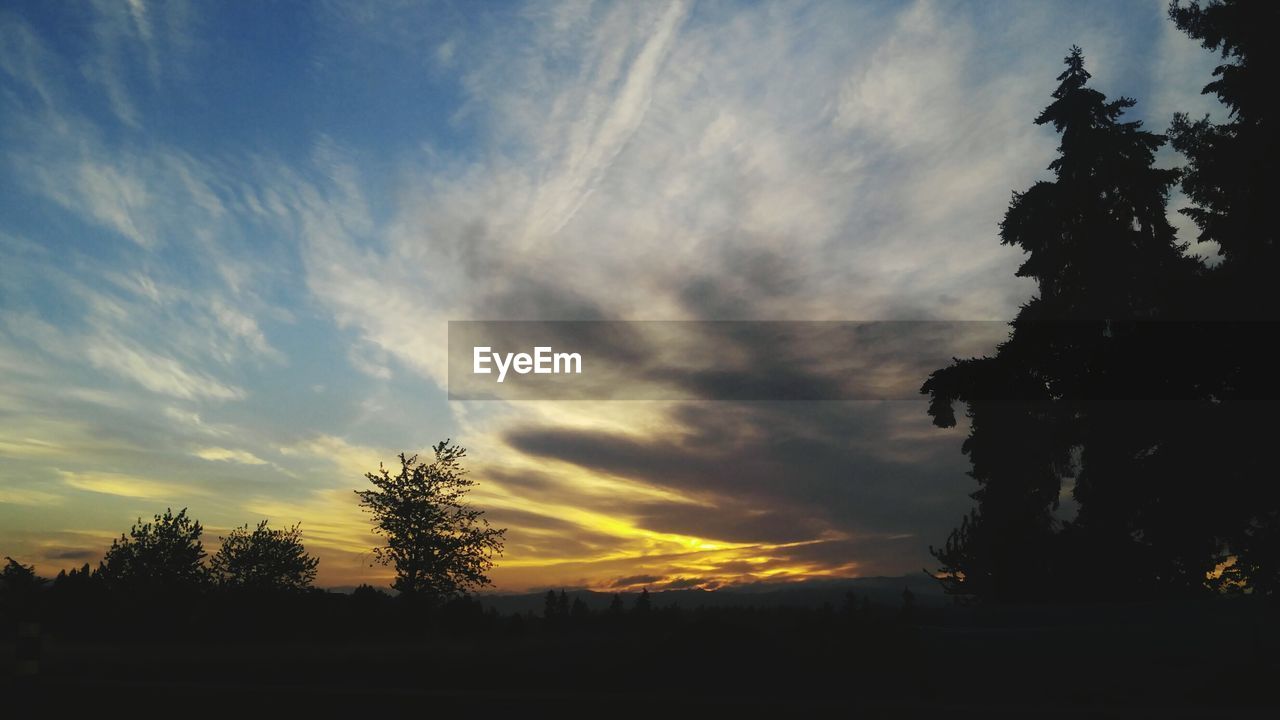 Silhouette trees against sky during sunset