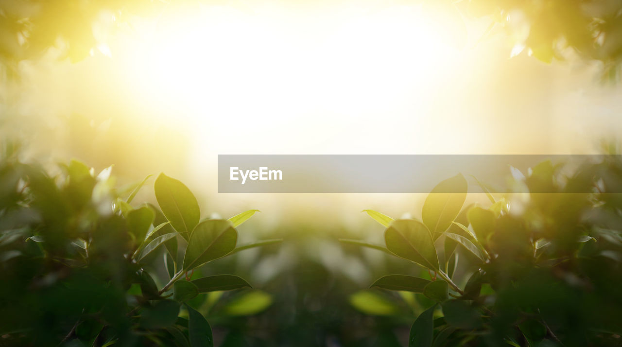 CLOSE-UP OF SUNLIGHT STREAMING THROUGH PLANTS