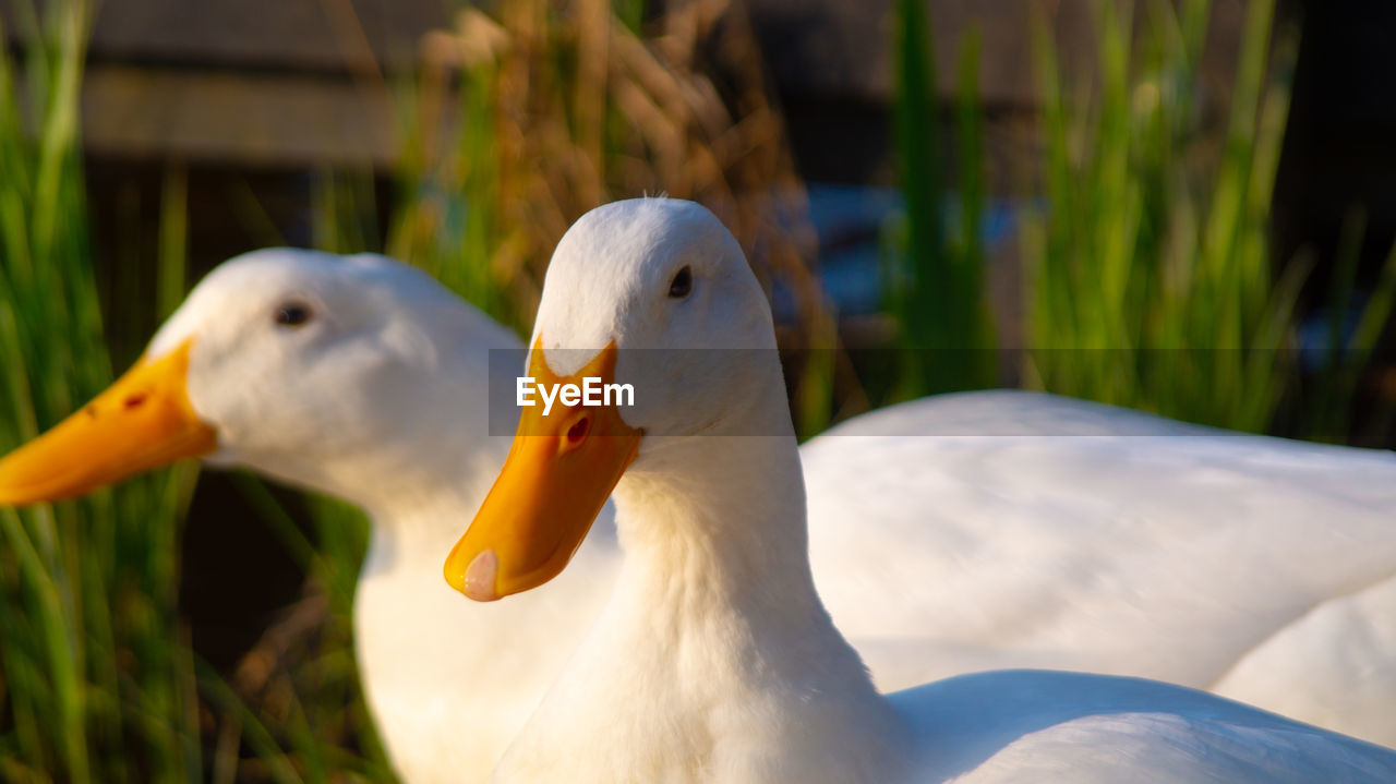 Close-up low level view of aylesbury pekin peking american domestic duck ducks swimming in lake