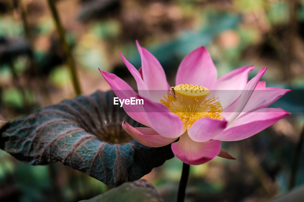 CLOSE-UP OF LOTUS WATER LILY IN PLANT