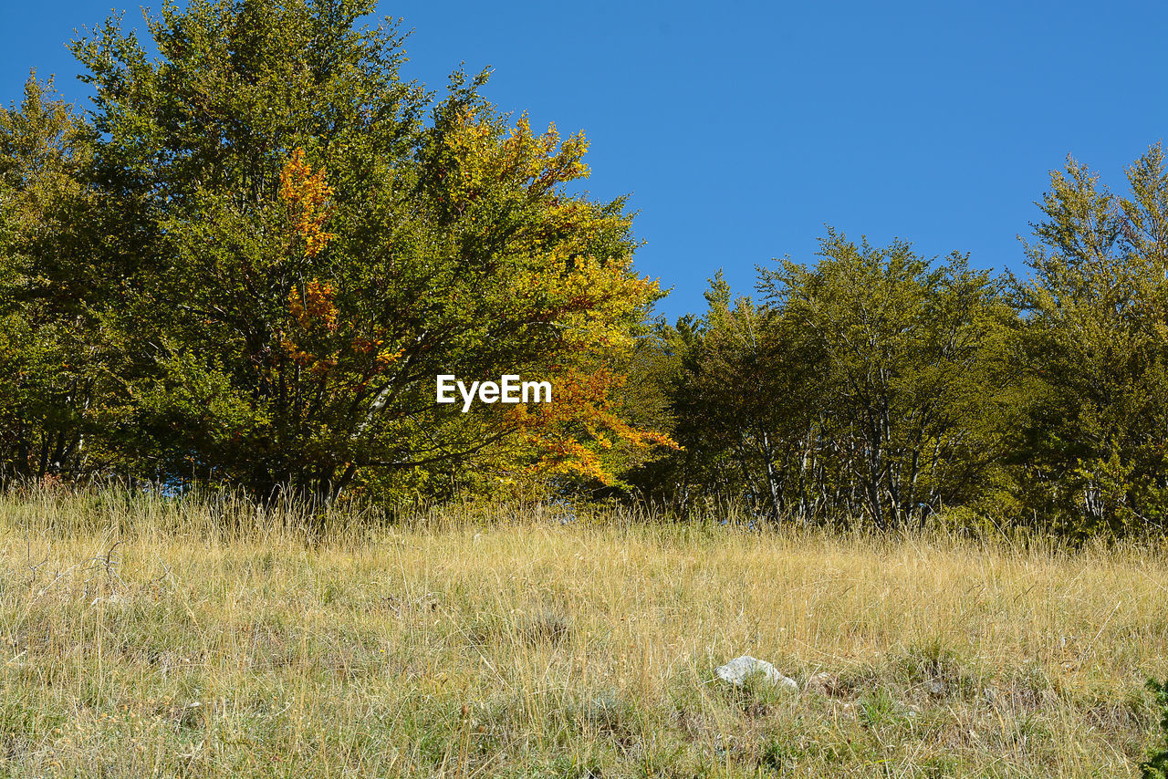 Trees in forest against clear sky during autumn