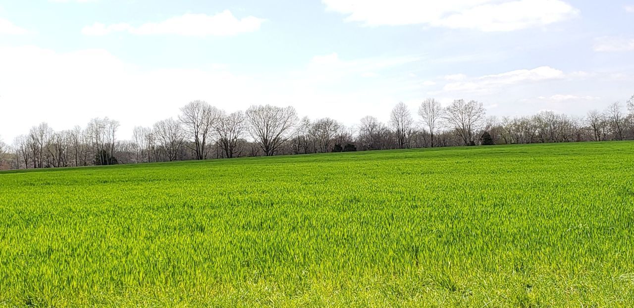 SCENIC VIEW OF FIELD