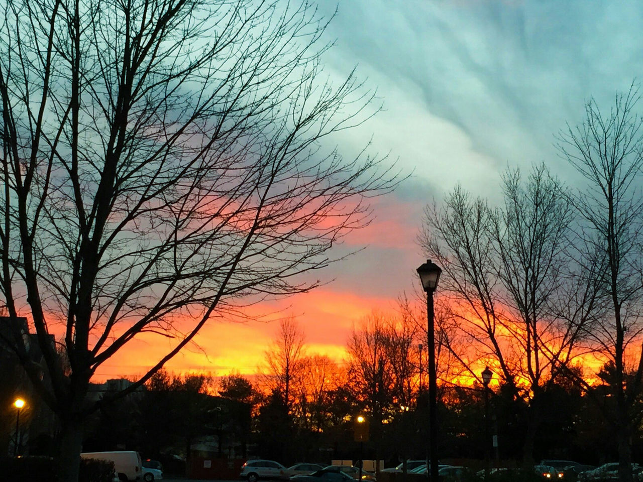 SILHOUETTE OF TREES AT SUNSET