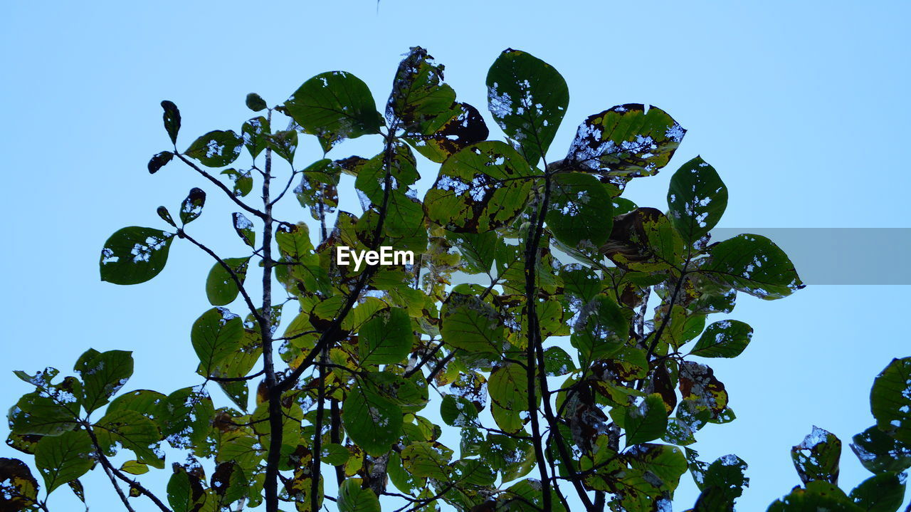 LOW ANGLE VIEW OF TREES AGAINST CLEAR SKY