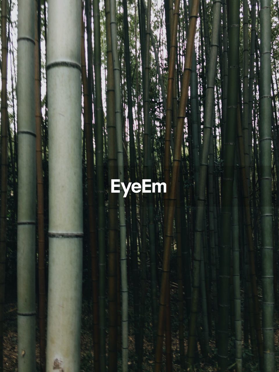 VIEW OF BAMBOO TREE IN FOREST