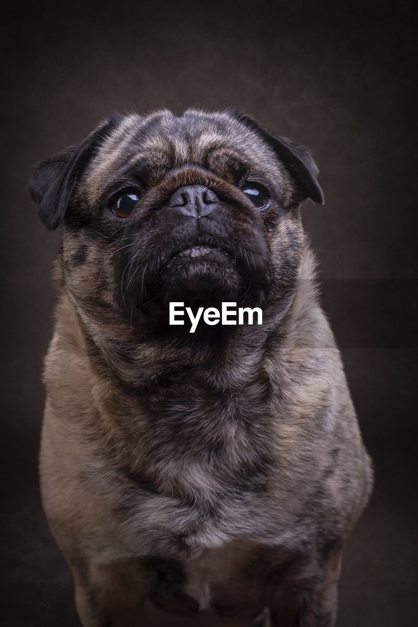 close-up of pug