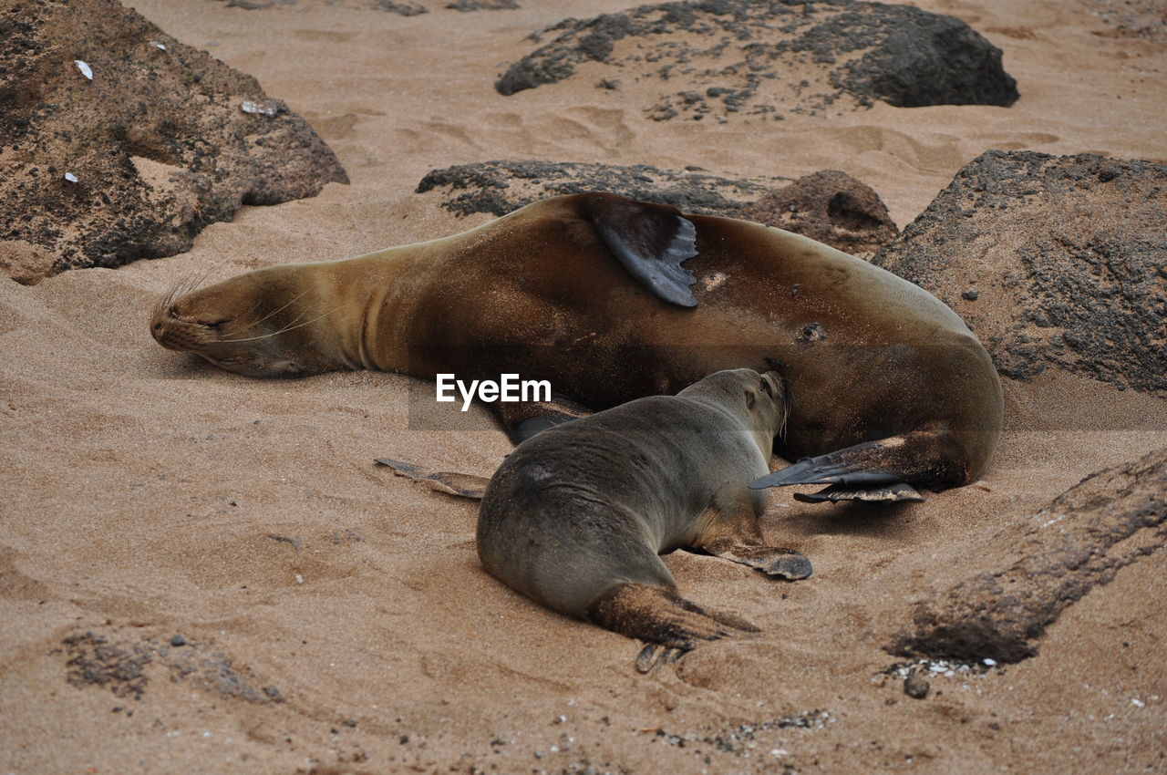 HIGH ANGLE VIEW OF SEA LION ON ROCK