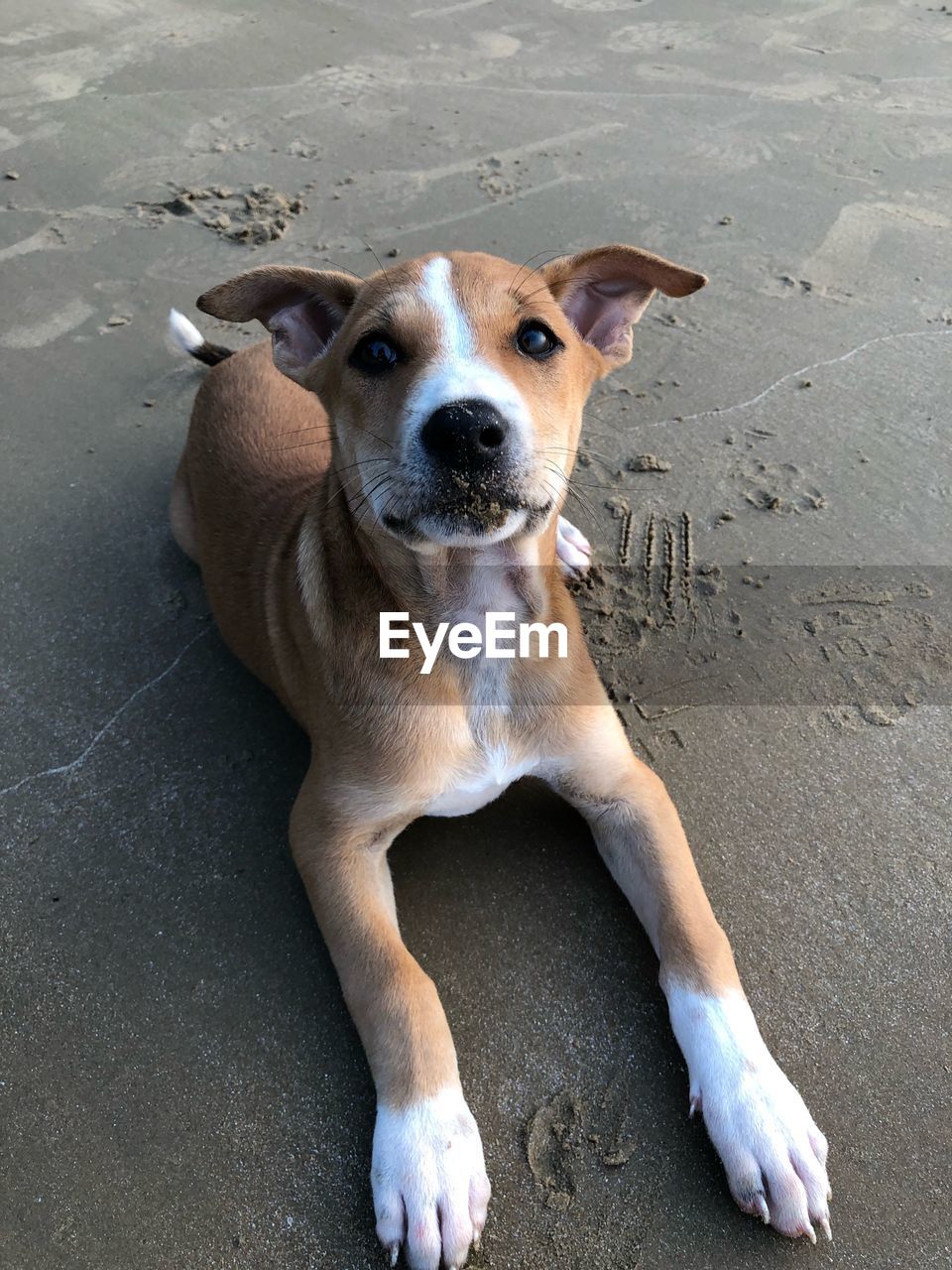 High angle portrait of dog sitting on land