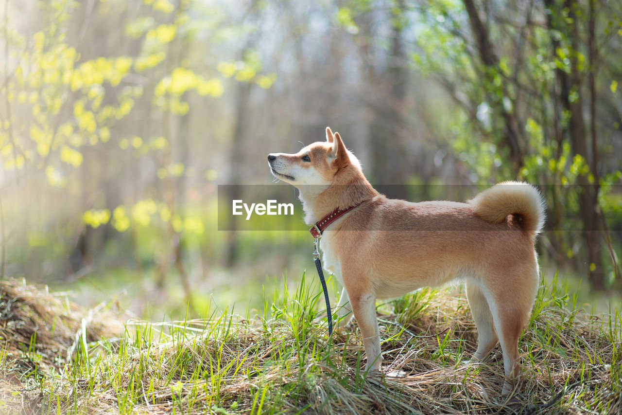 Adorable red dog shiba inu dog stands in the woods on a sunny summer day