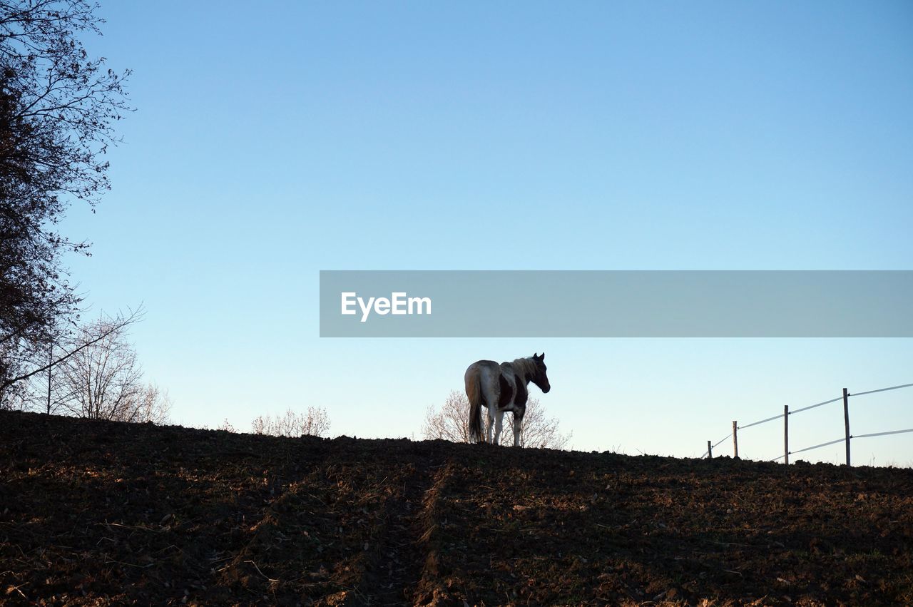 Rear view of horse against clear sky