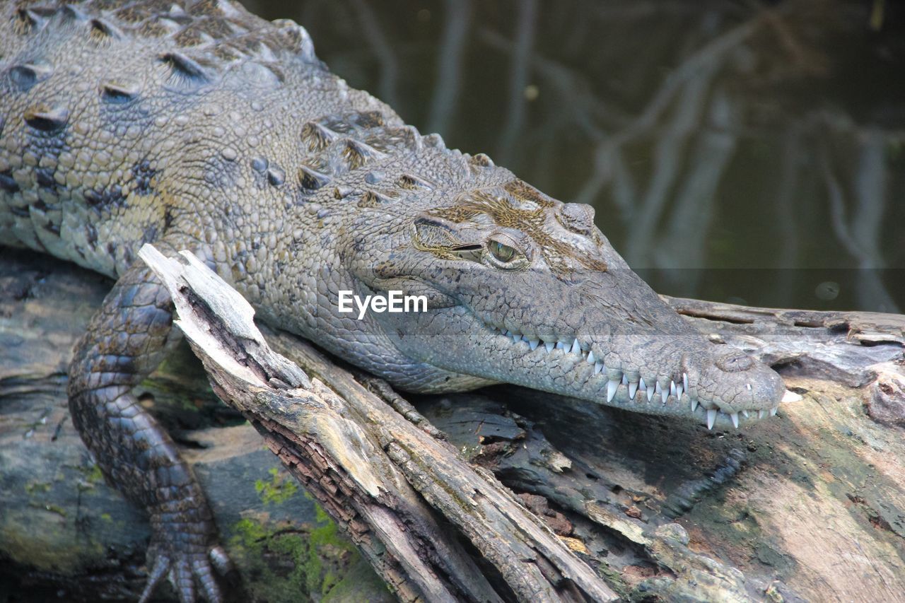 High angle view of crocodile on tree trunk in lake