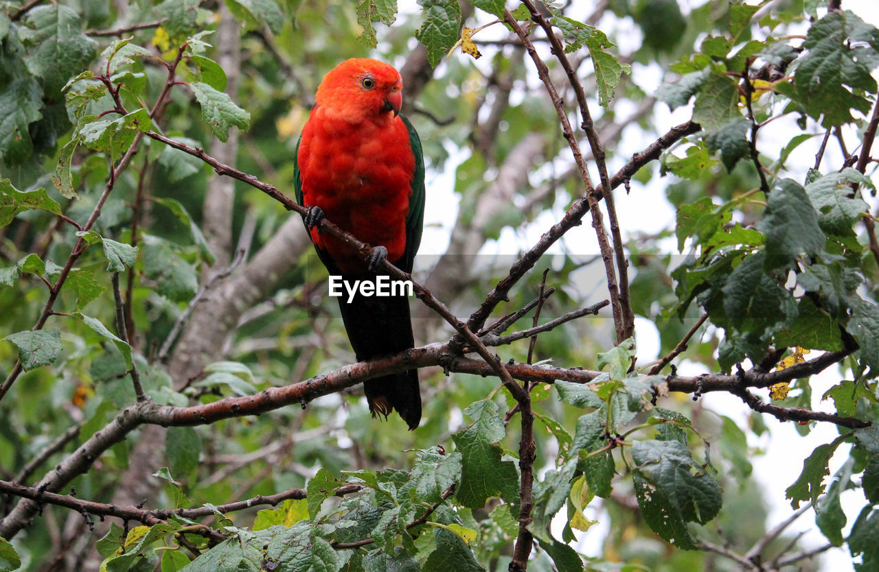 LOW ANGLE VIEW OF BIRD PERCHING ON TREE
