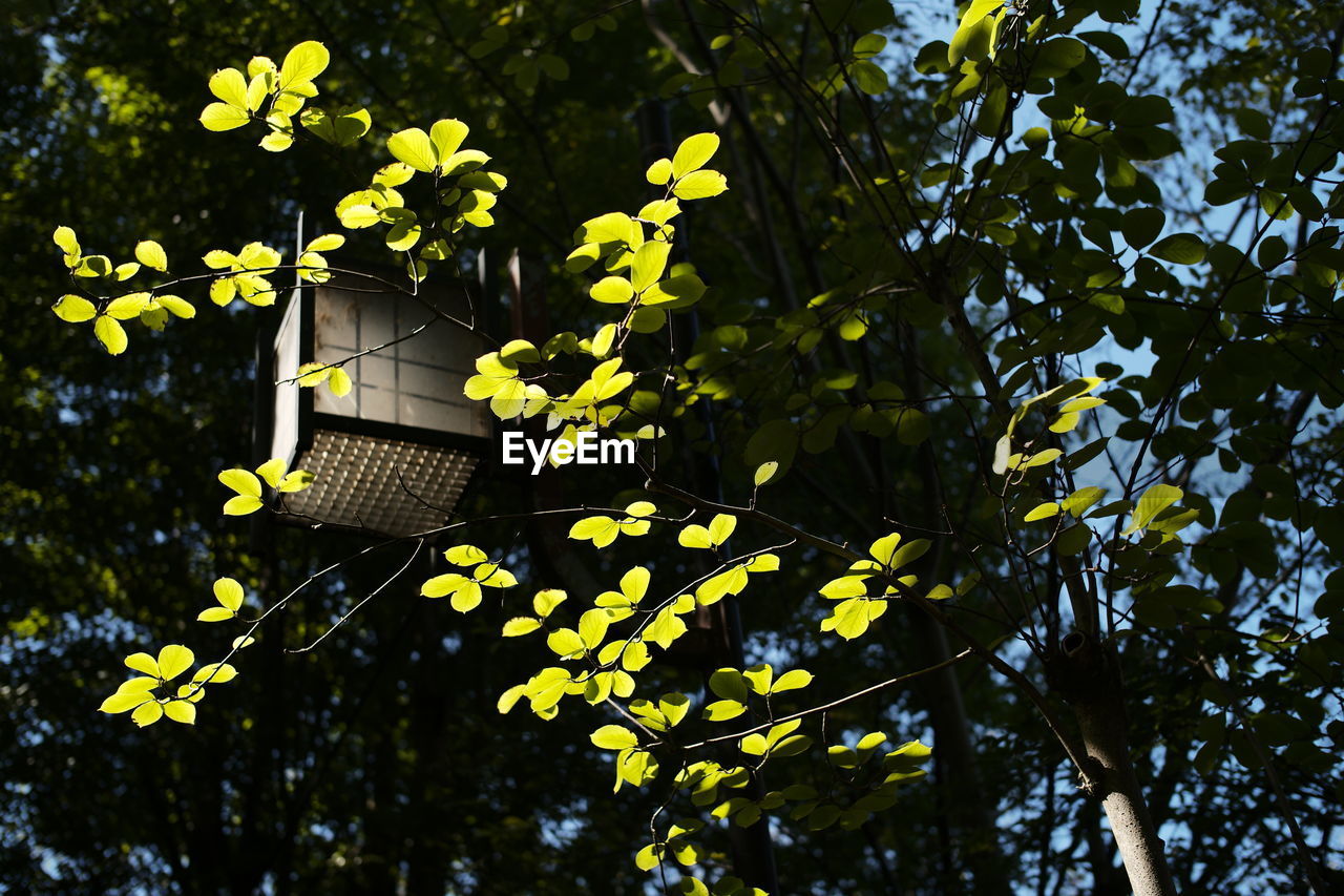 LOW ANGLE VIEW OF YELLOW FLOWERING PLANT AGAINST TREES