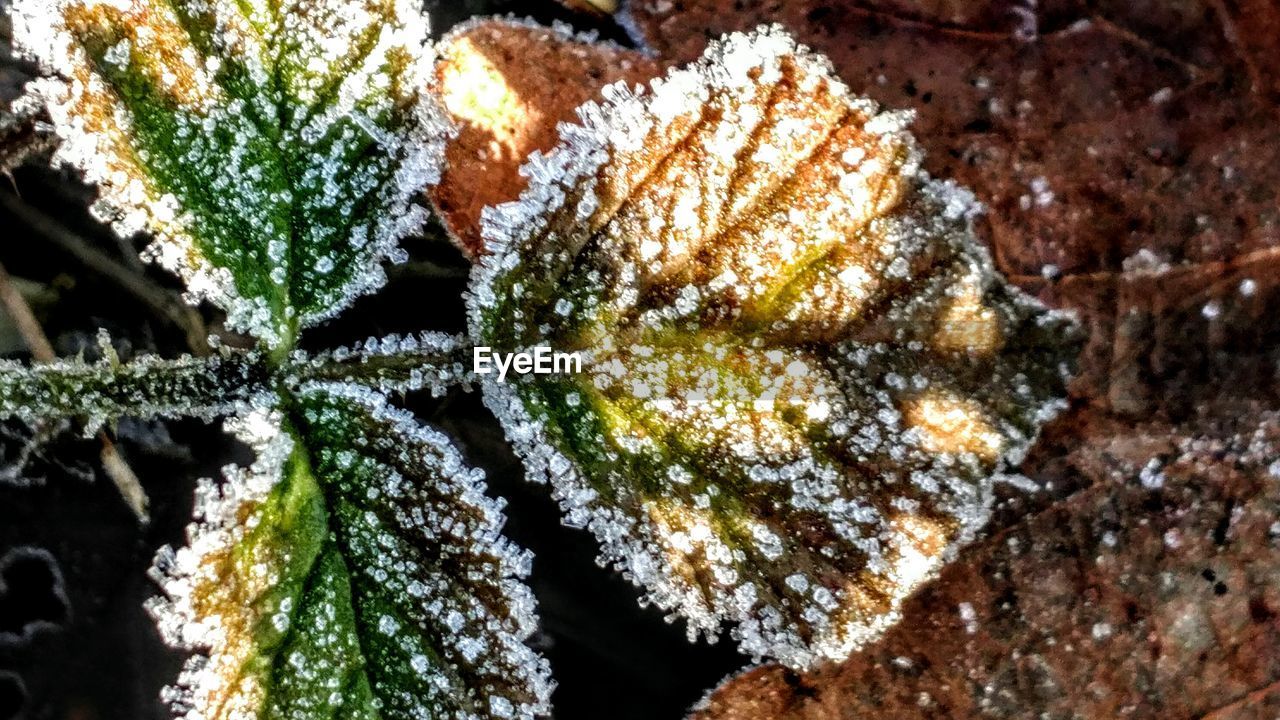 CLOSE-UP OF LEAVES IN SNOW