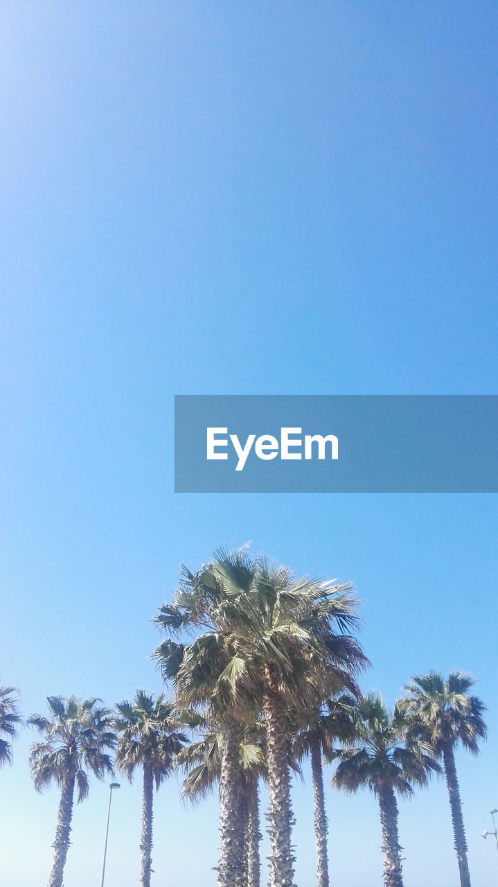 LOW ANGLE VIEW OF TREES AGAINST BLUE SKY