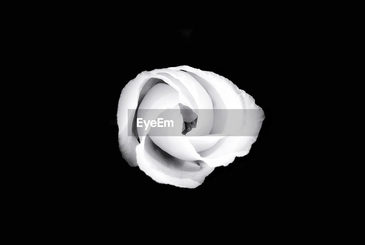 CLOSE-UP OF WHITE ROSE OVER BLACK BACKGROUND