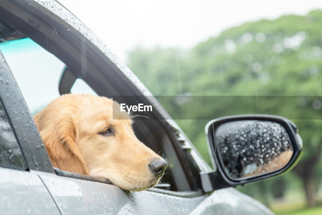 Brown dog  golden retriever sitting in the car at the raining day. traveling with animal concept