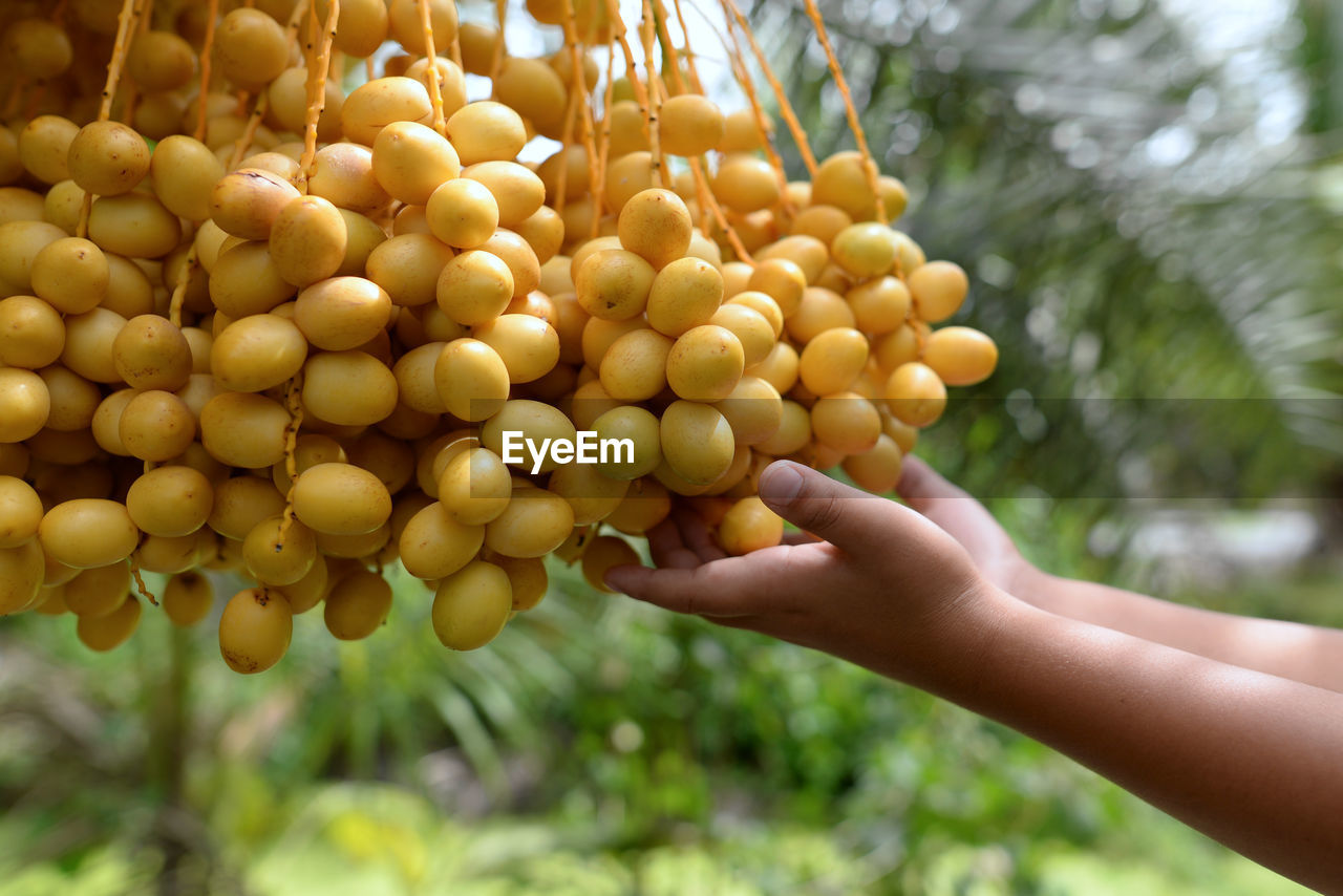 Both hands of children holding the date palm on a blurred background