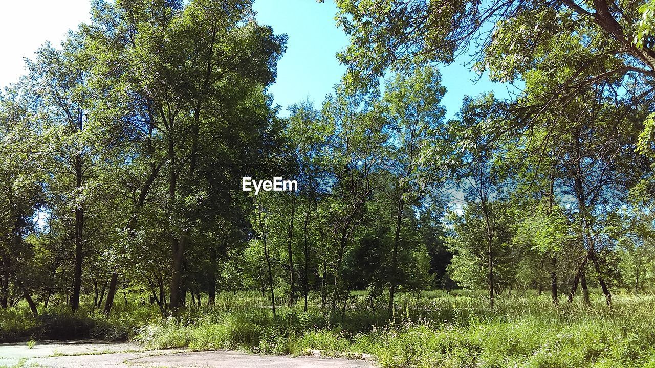 LOW ANGLE VIEW OF TREES AGAINST SKY