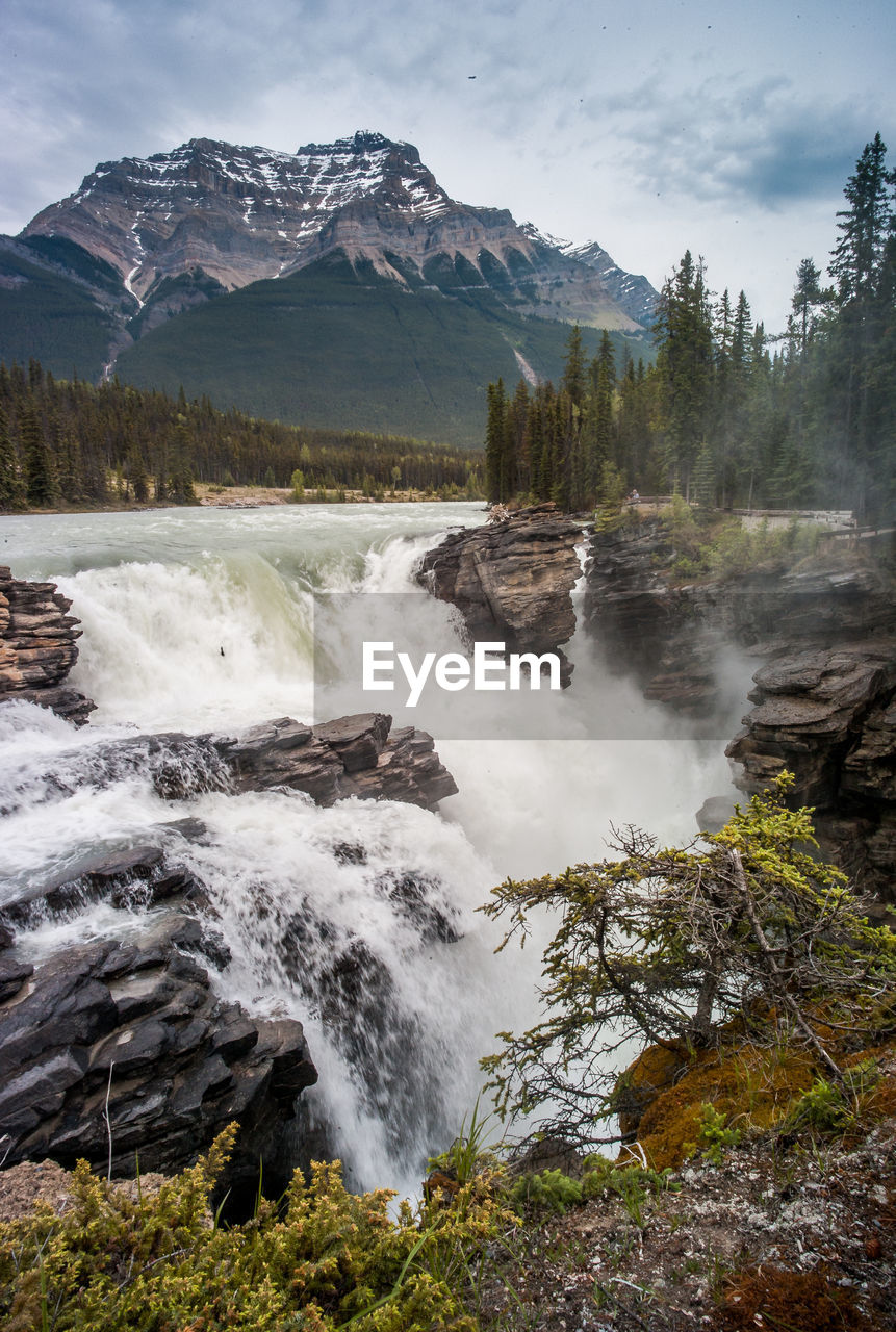 Scenic view of waterfall in forest