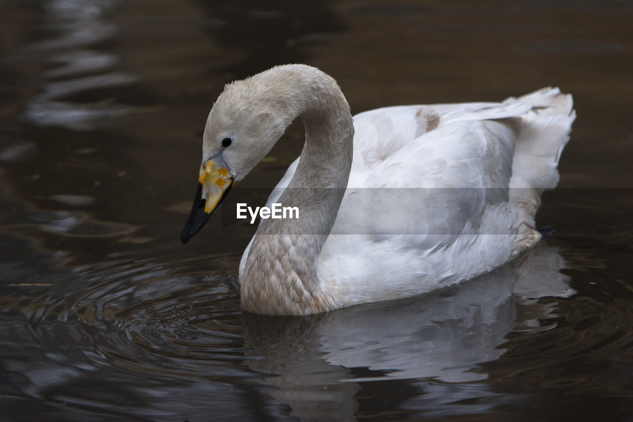 SWAN SWIMMING IN LAKE