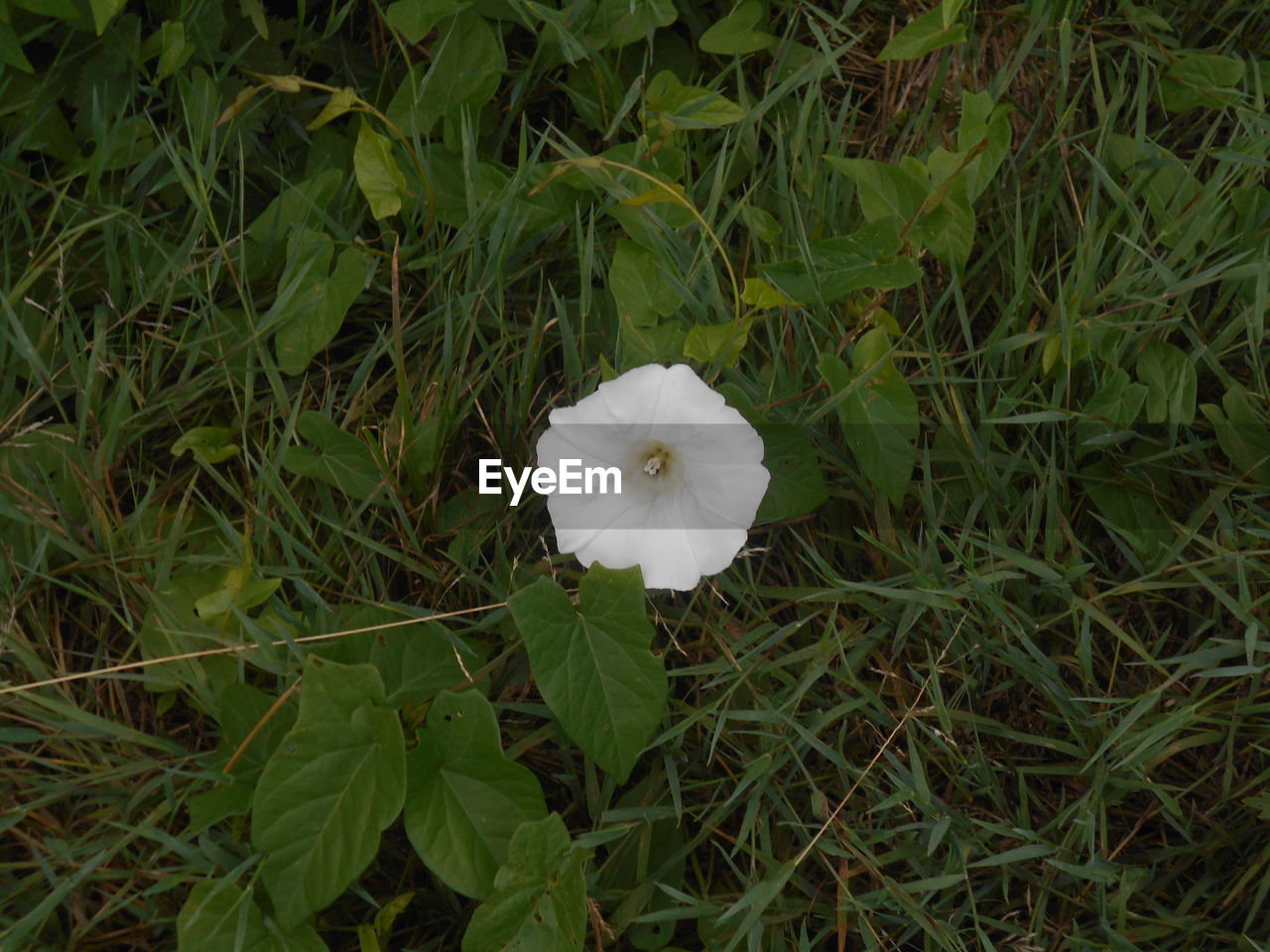 plant, growth, flower, flowering plant, beauty in nature, freshness, green, fragility, nature, white, close-up, land, petal, inflorescence, flower head, grass, field, wildflower, leaf, no people, high angle view, day, plant part, outdoors, meadow, botany