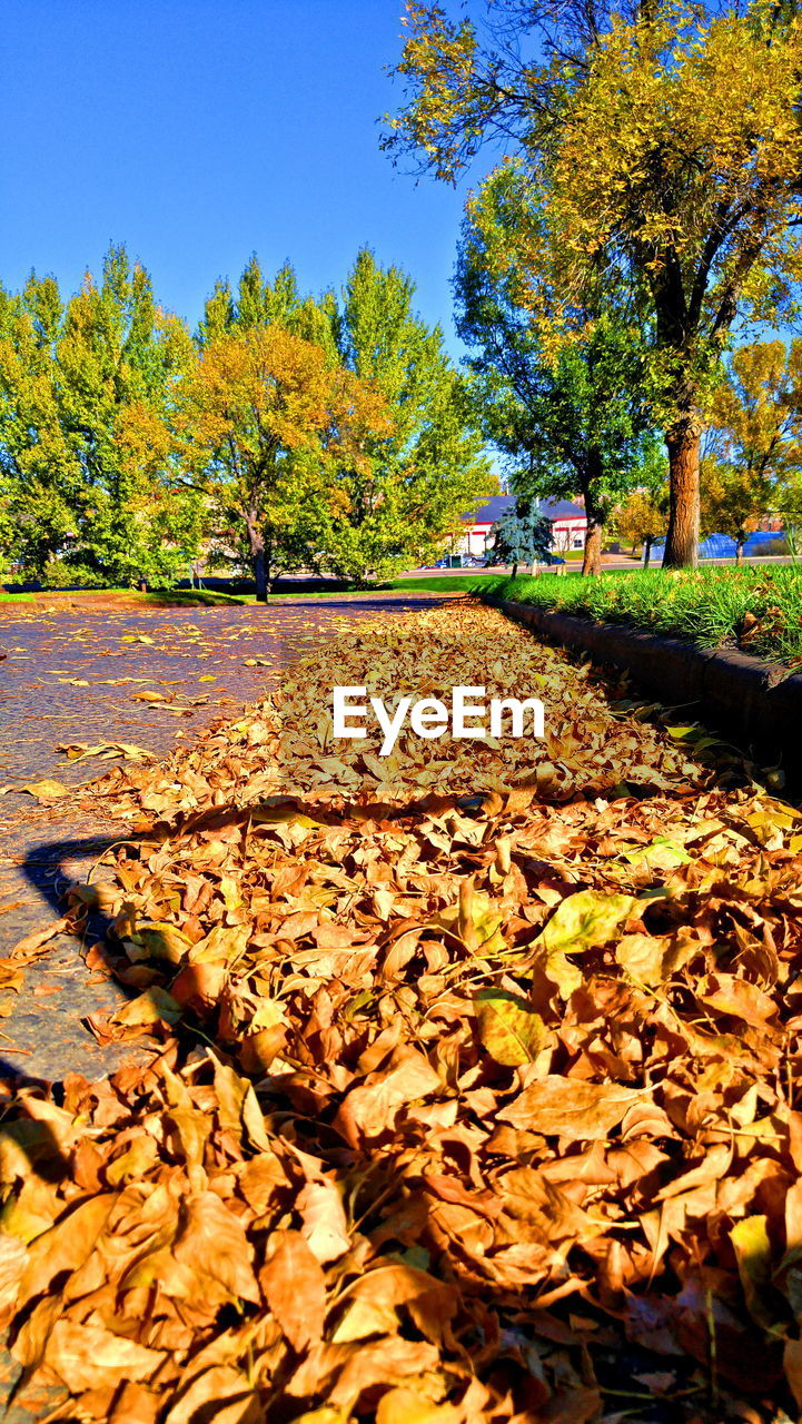 Dry leaves on road by trees against blue sky