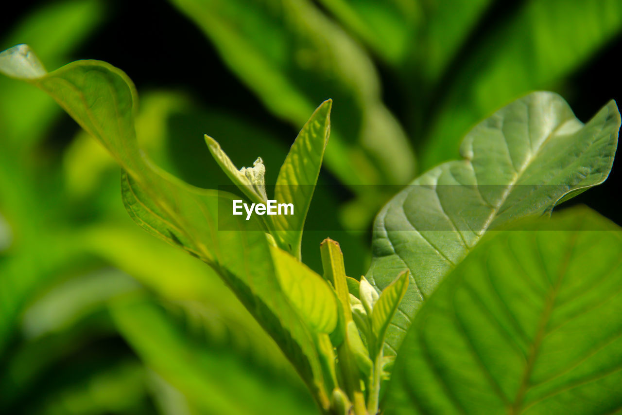 Close-up of green leaves