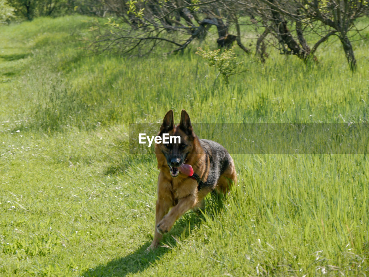 one animal, dog, pet, canine, animal themes, mammal, domestic animals, animal, plant, grass, green, nature, field, growth, land, day, no people, carnivore, sunlight, running, tree, portrait, german shepherd, sticking out tongue, outdoors, lawn, grass area, facial expression