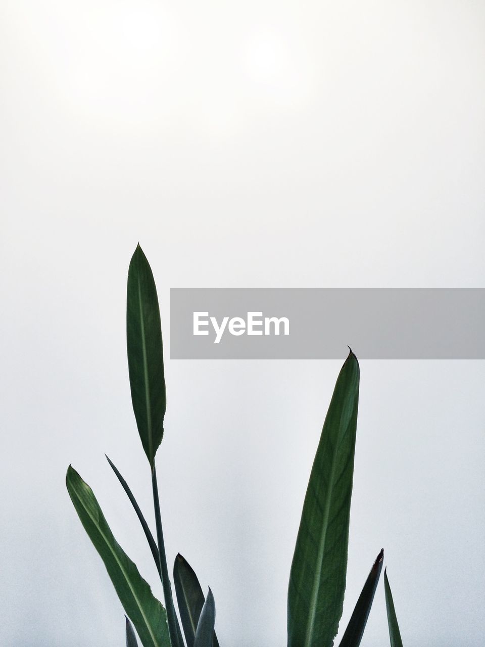 CLOSE-UP OF CACTUS AGAINST CLEAR SKY