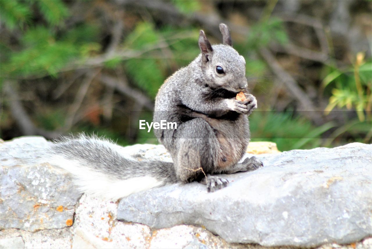 SQUIRREL EATING ROCK