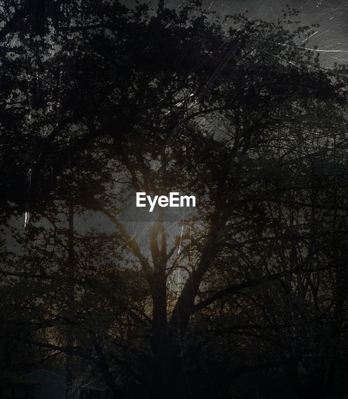 LOW ANGLE VIEW OF SILHOUETTE TREES AGAINST SKY