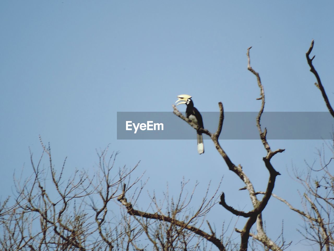 LOW ANGLE VIEW OF A BIRD FLYING