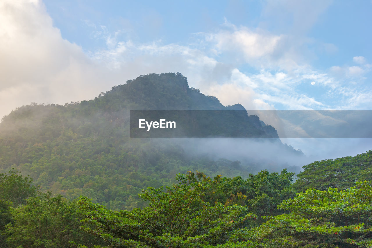 SCENIC VIEW OF TREES AGAINST SKY