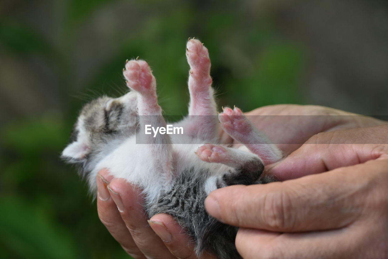 CLOSE-UP OF HAND HOLDING RABBIT