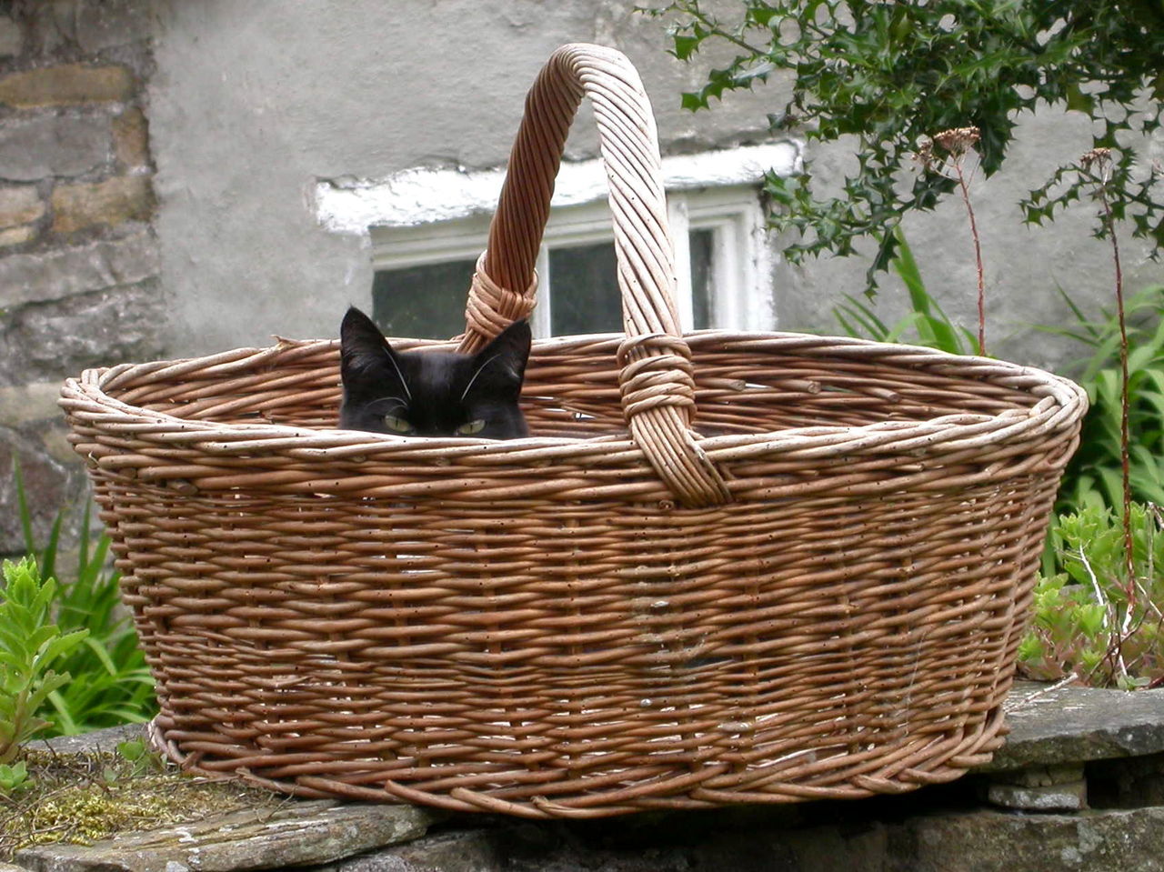 Portrait of cat in wicker basket on retaining wall