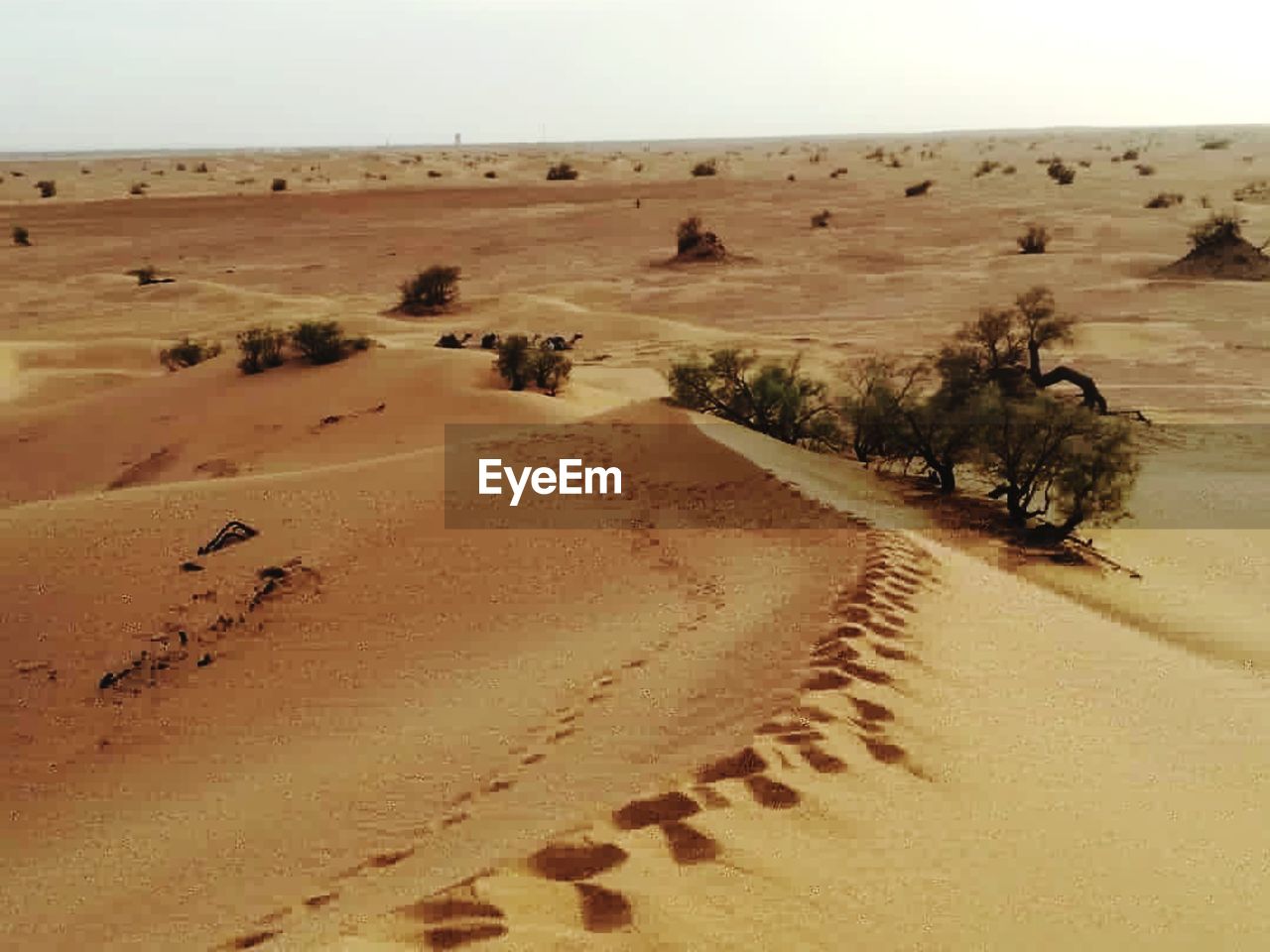 SCENIC VIEW OF DESERT