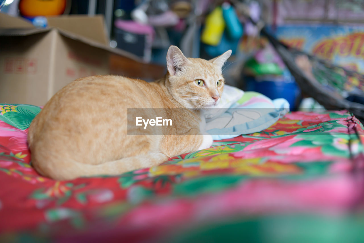 CLOSE-UP OF A CAT LYING ON BED