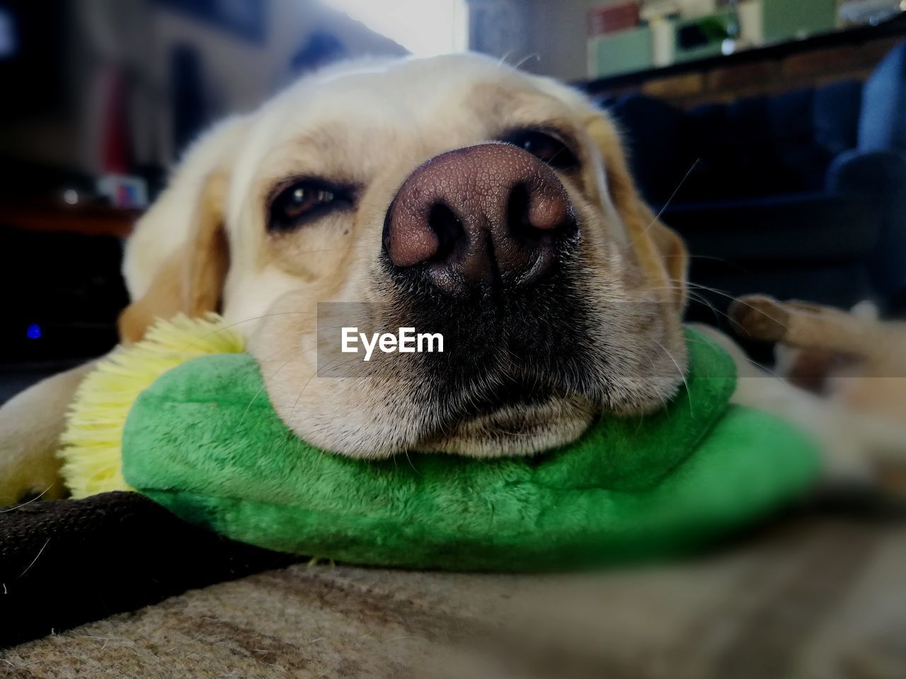 Close-up portrait of dog at home