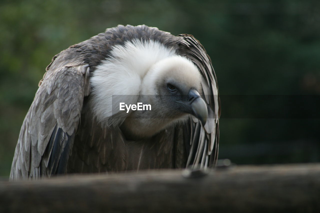 Close-up of eagle