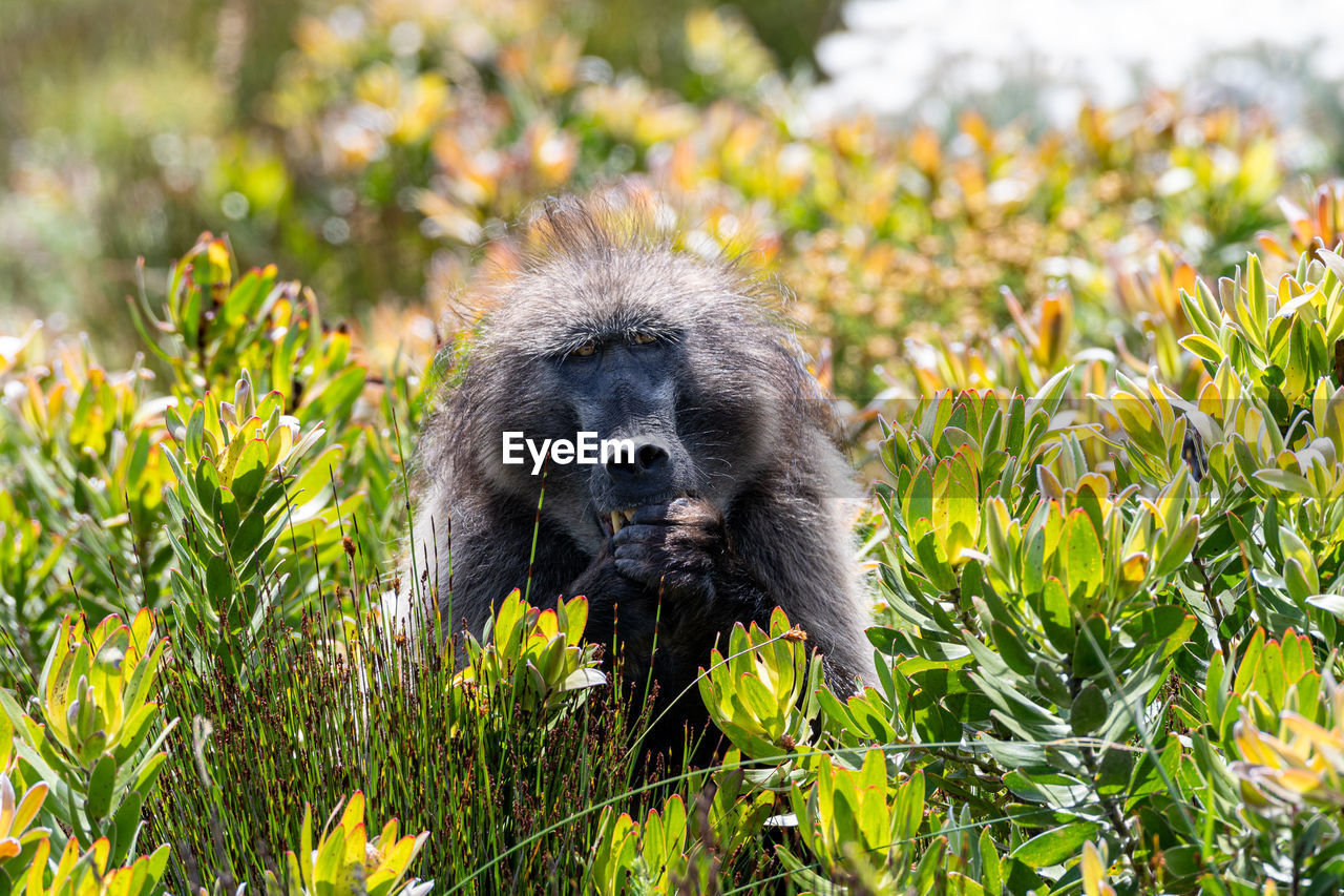 Chacma baboon aka papio ursinus sitting in fynbos eating protea flowers.