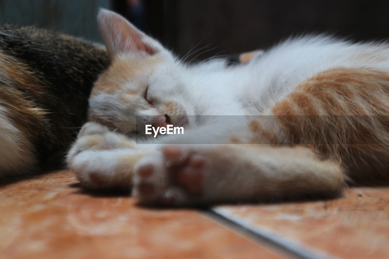 Close-up of cat sleeping